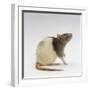 Domestic Rat Sitting Alert-Jane Burton-Framed Photographic Print