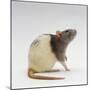 Domestic Rat Sitting Alert-Jane Burton-Mounted Photographic Print