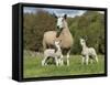 Domestic Sheep, Blue-faced Leicester, ewe with twin lambs, standing in pasture-John Eveson-Framed Stretched Canvas