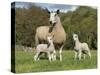 Domestic Sheep, Blue-faced Leicester, ewe with twin lambs, standing in pasture-John Eveson-Stretched Canvas