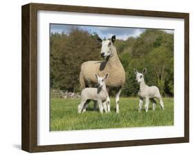 Domestic Sheep, Blue-faced Leicester, ewe with twin lambs, standing in pasture-John Eveson-Framed Photographic Print