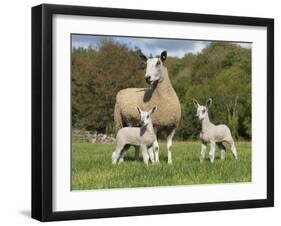 Domestic Sheep, Blue-faced Leicester, ewe with twin lambs, standing in pasture-John Eveson-Framed Photographic Print