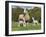 Domestic Sheep, Blue-faced Leicester, ewe with twin lambs, standing in pasture-John Eveson-Framed Photographic Print