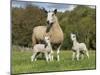 Domestic Sheep, Blue-faced Leicester, ewe with twin lambs, standing in pasture-John Eveson-Mounted Photographic Print