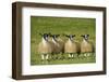 Domestic Sheep, crossbred mule ewe lambs, four standing in pasture, ready for sale-Wayne Hutchinson-Framed Premium Photographic Print