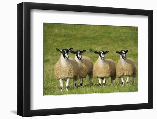 Domestic Sheep, crossbred mule ewe lambs, four standing in pasture, ready for sale-Wayne Hutchinson-Framed Premium Photographic Print