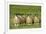 Domestic Sheep, crossbred mule ewe lambs, four standing in pasture, ready for sale-Wayne Hutchinson-Framed Photographic Print