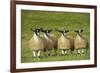 Domestic Sheep, crossbred mule ewe lambs, four standing in pasture, ready for sale-Wayne Hutchinson-Framed Photographic Print