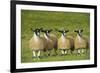 Domestic Sheep, crossbred mule ewe lambs, four standing in pasture, ready for sale-Wayne Hutchinson-Framed Photographic Print