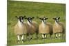 Domestic Sheep, crossbred mule ewe lambs, four standing in pasture, ready for sale-Wayne Hutchinson-Mounted Photographic Print