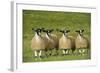 Domestic Sheep, crossbred mule ewe lambs, four standing in pasture, ready for sale-Wayne Hutchinson-Framed Photographic Print