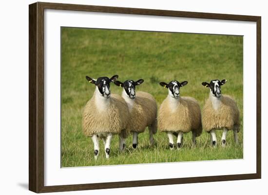 Domestic Sheep, crossbred mule ewe lambs, four standing in pasture, ready for sale-Wayne Hutchinson-Framed Photographic Print