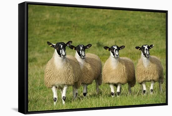 Domestic Sheep, crossbred mule ewe lambs, four standing in pasture, ready for sale-Wayne Hutchinson-Framed Stretched Canvas