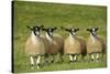 Domestic Sheep, crossbred mule ewe lambs, four standing in pasture, ready for sale-Wayne Hutchinson-Stretched Canvas