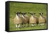 Domestic Sheep, crossbred mule ewe lambs, four standing in pasture, ready for sale-Wayne Hutchinson-Framed Stretched Canvas