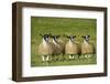 Domestic Sheep, crossbred mule ewe lambs, four standing in pasture, ready for sale-Wayne Hutchinson-Framed Photographic Print