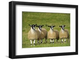 Domestic Sheep, crossbred mule ewe lambs, four standing in pasture, ready for sale-Wayne Hutchinson-Framed Photographic Print