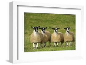 Domestic Sheep, crossbred mule ewe lambs, four standing in pasture, ready for sale-Wayne Hutchinson-Framed Photographic Print