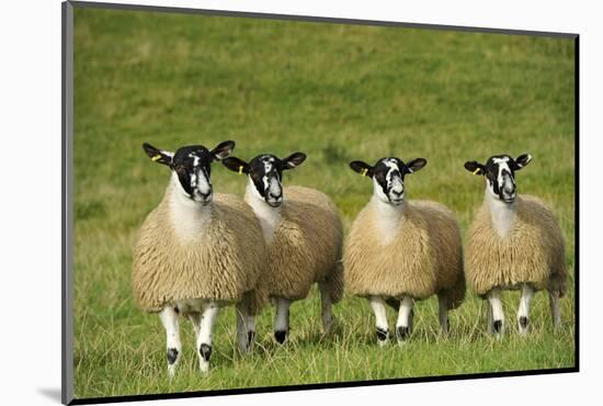 Domestic Sheep, crossbred mule ewe lambs, four standing in pasture, ready for sale-Wayne Hutchinson-Mounted Photographic Print