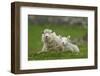 Domestic Sheep, ewe with lamb, resting in pasture, Shetland Islands-Bill Coster-Framed Photographic Print