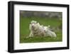 Domestic Sheep, ewe with lamb, resting in pasture, Shetland Islands-Bill Coster-Framed Photographic Print