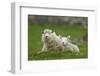Domestic Sheep, ewe with lamb, resting in pasture, Shetland Islands-Bill Coster-Framed Photographic Print
