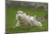 Domestic Sheep, ewe with lamb, resting in pasture, Shetland Islands-Bill Coster-Mounted Photographic Print