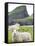 Domestic Sheep, Fair Isle, Shetland Islands, Scotland, United Kingdom, Europe-Andrew Stewart-Framed Stretched Canvas