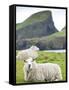 Domestic Sheep, Fair Isle, Shetland Islands, Scotland, United Kingdom, Europe-Andrew Stewart-Framed Stretched Canvas