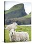 Domestic Sheep, Fair Isle, Shetland Islands, Scotland, United Kingdom, Europe-Andrew Stewart-Stretched Canvas