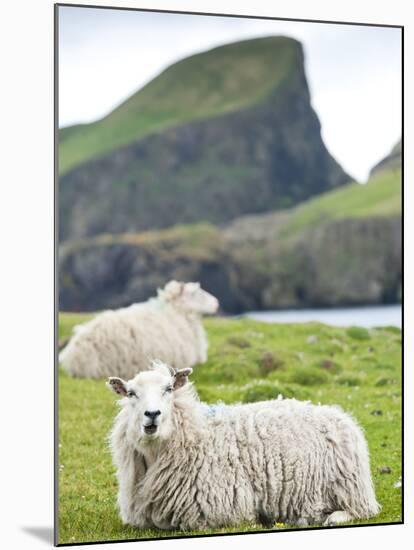 Domestic Sheep, Fair Isle, Shetland Islands, Scotland, United Kingdom, Europe-Andrew Stewart-Mounted Photographic Print