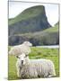 Domestic Sheep, Fair Isle, Shetland Islands, Scotland, United Kingdom, Europe-Andrew Stewart-Mounted Photographic Print