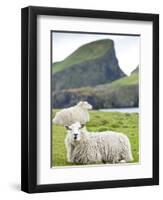 Domestic Sheep, Fair Isle, Shetland Islands, Scotland, United Kingdom, Europe-Andrew Stewart-Framed Photographic Print