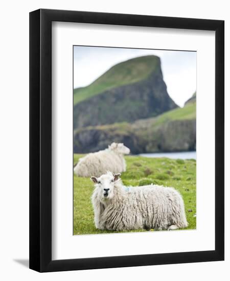 Domestic Sheep, Fair Isle, Shetland Islands, Scotland, United Kingdom, Europe-Andrew Stewart-Framed Photographic Print