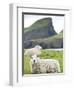 Domestic Sheep, Fair Isle, Shetland Islands, Scotland, United Kingdom, Europe-Andrew Stewart-Framed Photographic Print