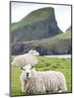 Domestic Sheep, Fair Isle, Shetland Islands, Scotland, United Kingdom, Europe-Andrew Stewart-Mounted Photographic Print