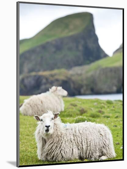 Domestic Sheep, Fair Isle, Shetland Islands, Scotland, United Kingdom, Europe-Andrew Stewart-Mounted Photographic Print