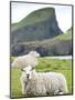 Domestic Sheep, Fair Isle, Shetland Islands, Scotland, United Kingdom, Europe-Andrew Stewart-Mounted Photographic Print