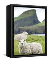 Domestic Sheep, Fair Isle, Shetland Islands, Scotland, United Kingdom, Europe-Andrew Stewart-Framed Stretched Canvas