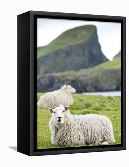 Domestic Sheep, Fair Isle, Shetland Islands, Scotland, United Kingdom, Europe-Andrew Stewart-Framed Stretched Canvas