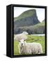 Domestic Sheep, Fair Isle, Shetland Islands, Scotland, United Kingdom, Europe-Andrew Stewart-Framed Stretched Canvas