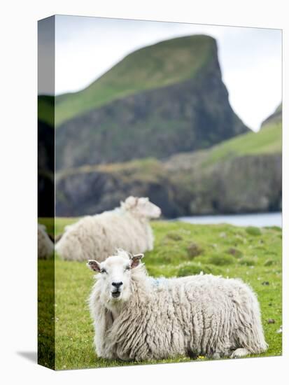 Domestic Sheep, Fair Isle, Shetland Islands, Scotland, United Kingdom, Europe-Andrew Stewart-Stretched Canvas