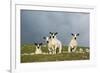 Domestic Sheep, four mule lambs, standing in upland pasture, Cumbria-Wayne Hutchinson-Framed Photographic Print