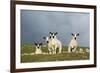 Domestic Sheep, four mule lambs, standing in upland pasture, Cumbria-Wayne Hutchinson-Framed Photographic Print