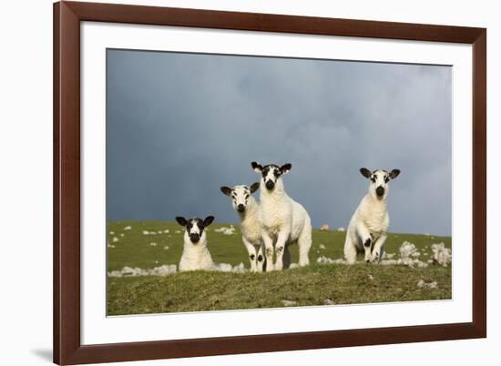 Domestic Sheep, four mule lambs, standing in upland pasture, Cumbria-Wayne Hutchinson-Framed Photographic Print