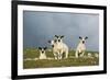 Domestic Sheep, four mule lambs, standing in upland pasture, Cumbria-Wayne Hutchinson-Framed Photographic Print
