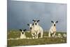Domestic Sheep, four mule lambs, standing in upland pasture, Cumbria-Wayne Hutchinson-Mounted Photographic Print