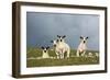 Domestic Sheep, four mule lambs, standing in upland pasture, Cumbria-Wayne Hutchinson-Framed Photographic Print