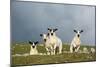 Domestic Sheep, four mule lambs, standing in upland pasture, Cumbria-Wayne Hutchinson-Mounted Photographic Print