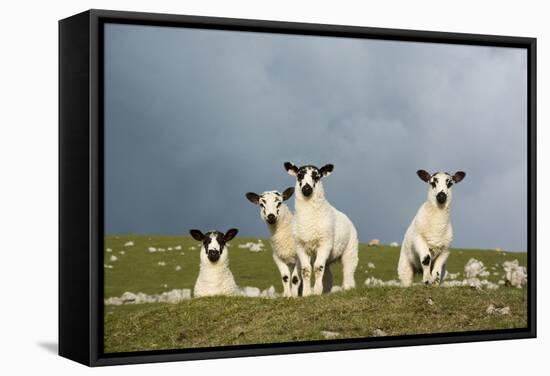 Domestic Sheep, four mule lambs, standing in upland pasture, Cumbria-Wayne Hutchinson-Framed Stretched Canvas